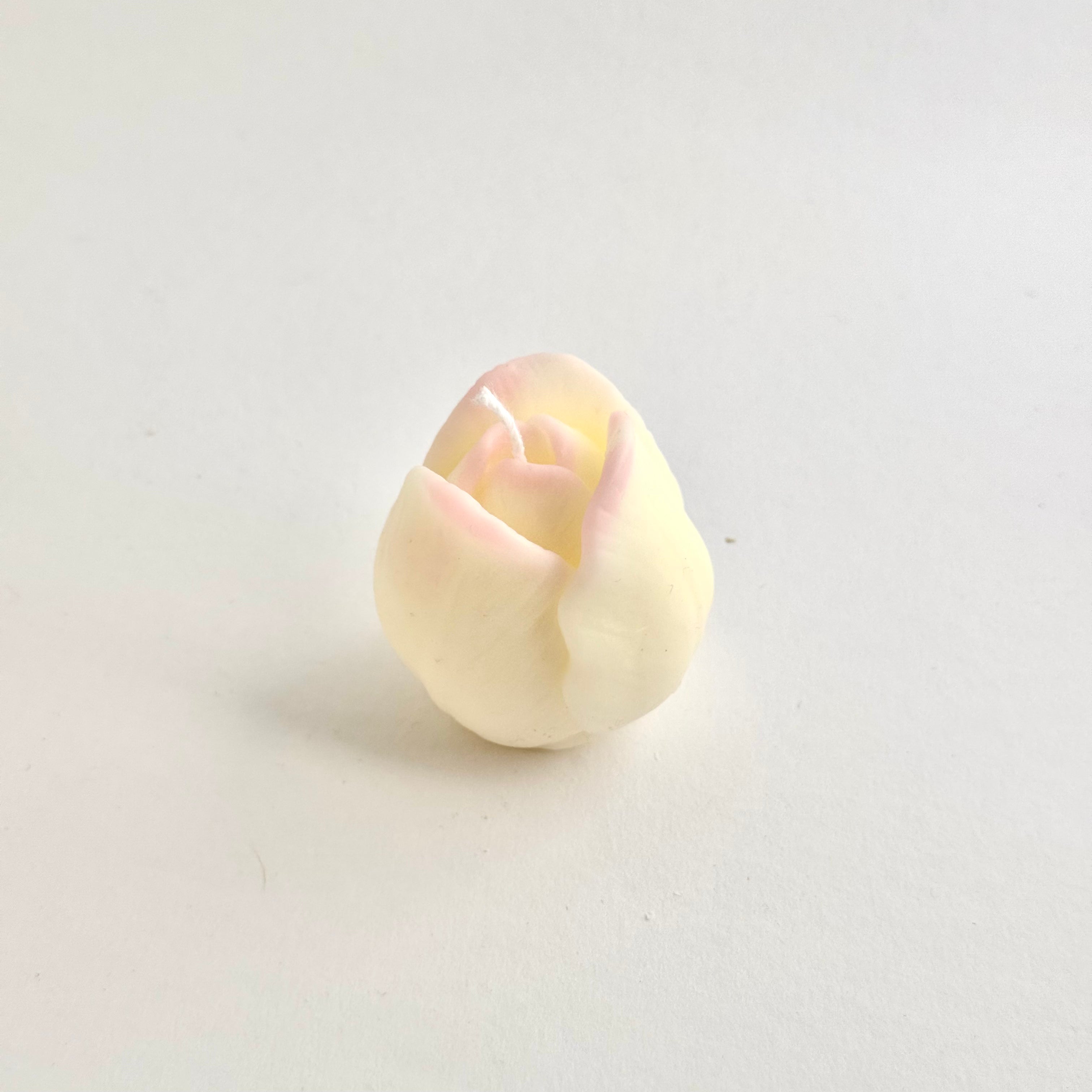 Tulpe