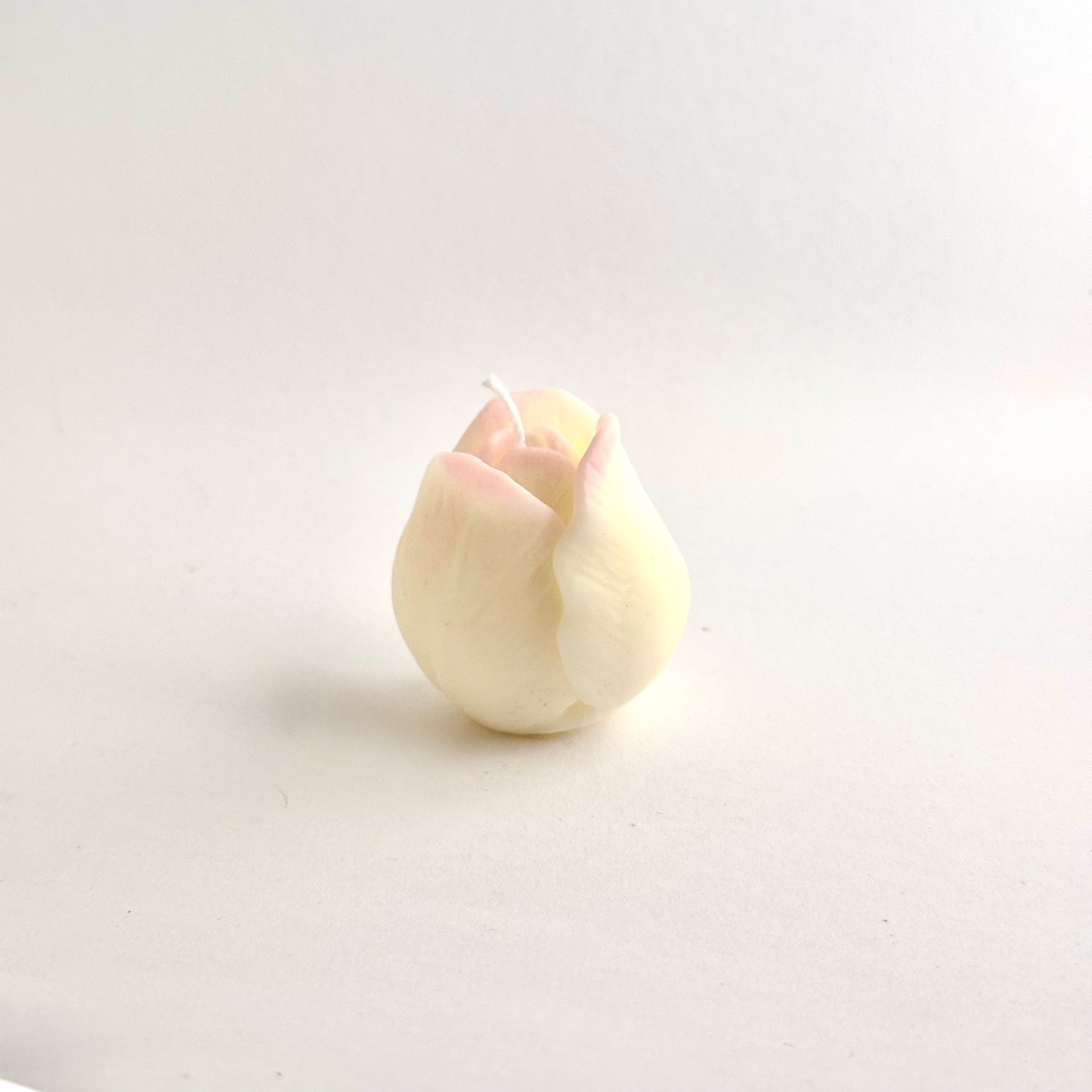 Tulpe