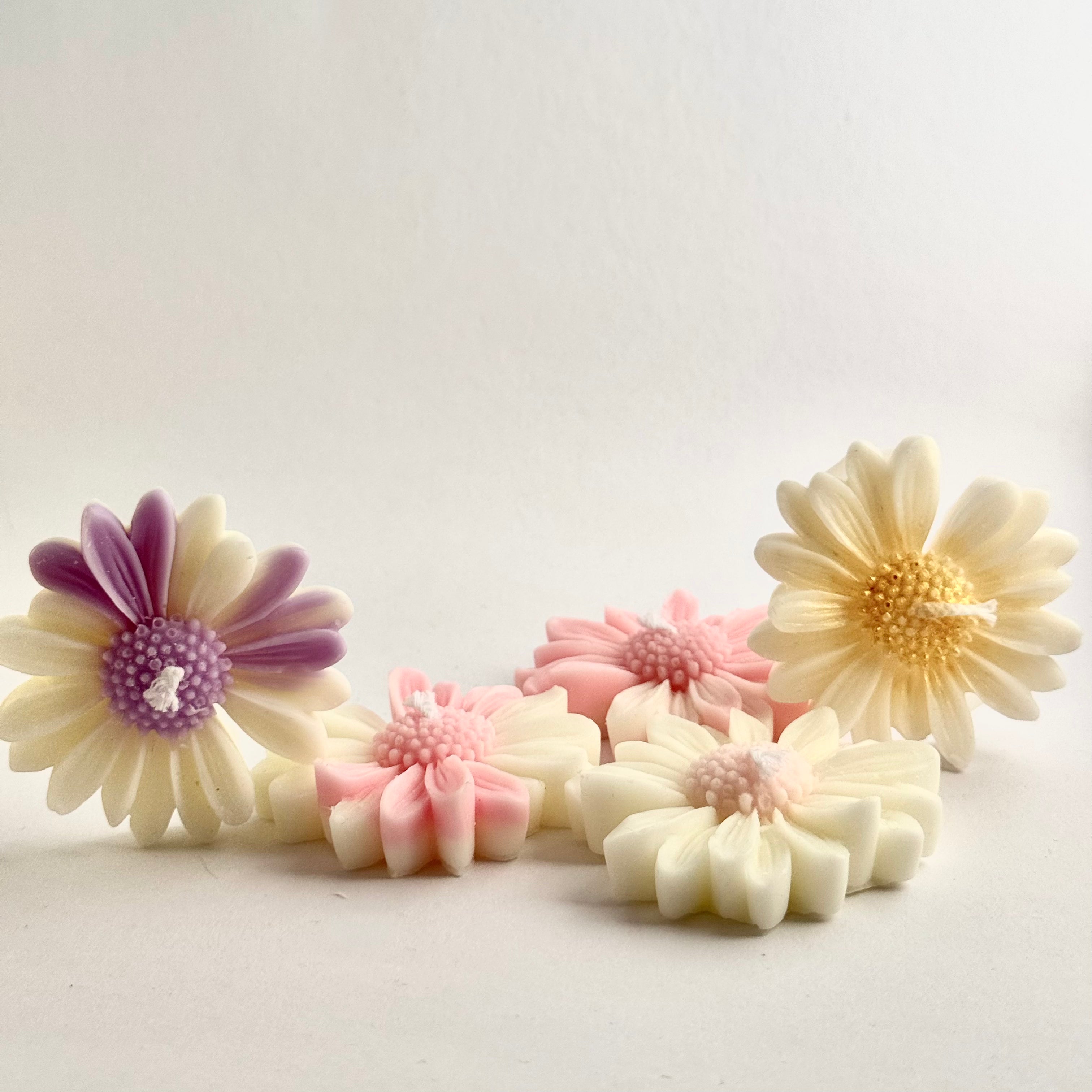 Kamillenblüte