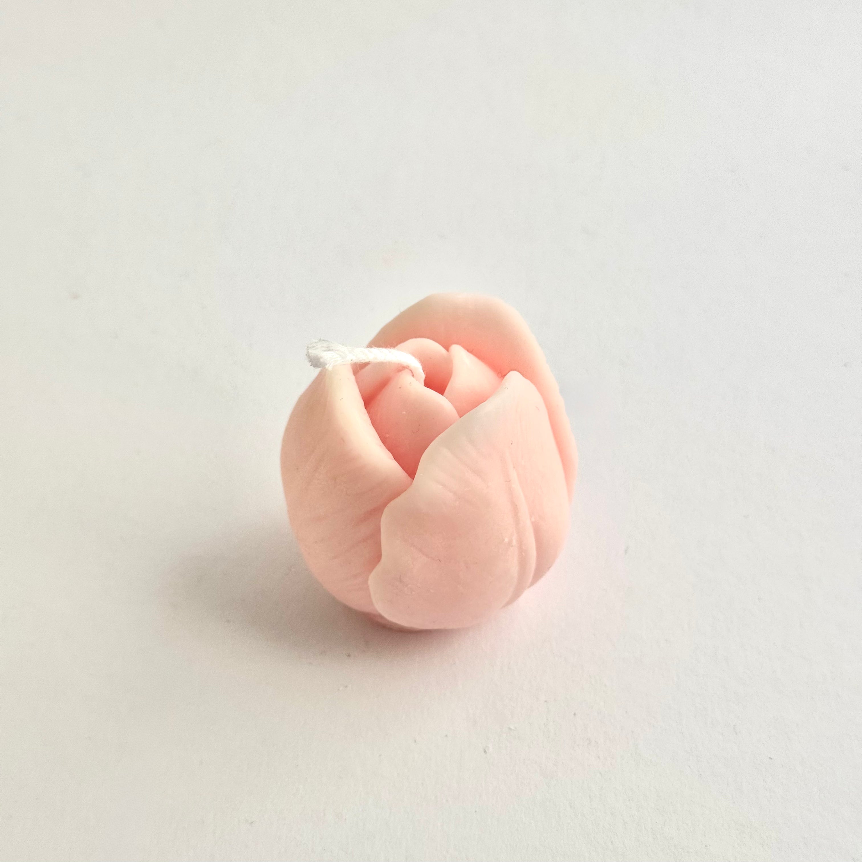 Tulpe